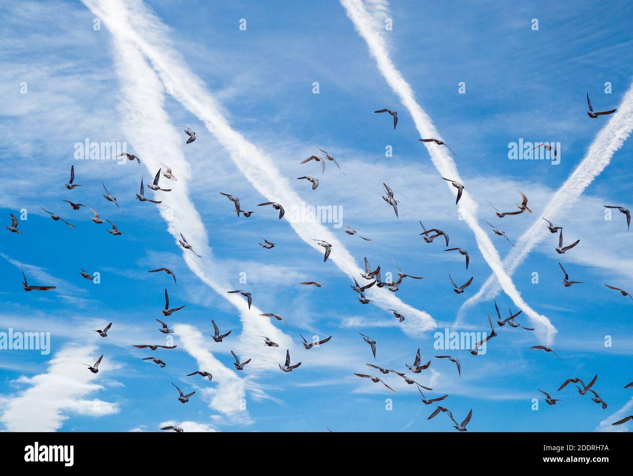 Flock of birds flying beneath blue sky with aircraft vapour trails, contrails. Global warming, climate change, air pollution... concept. Stock Photo