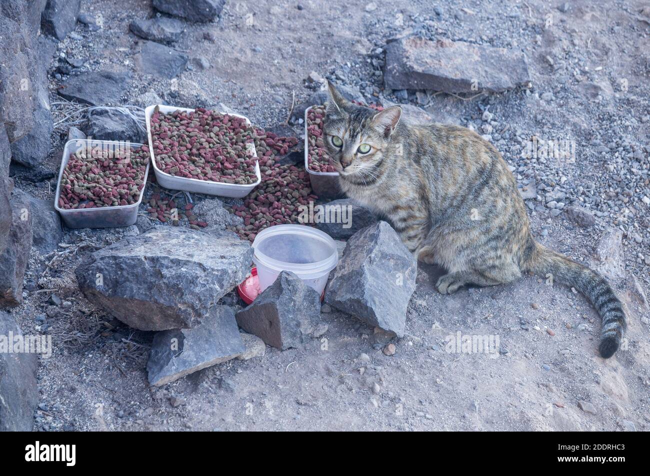 Feral cat feeding on food left out by member of public Stock Photo