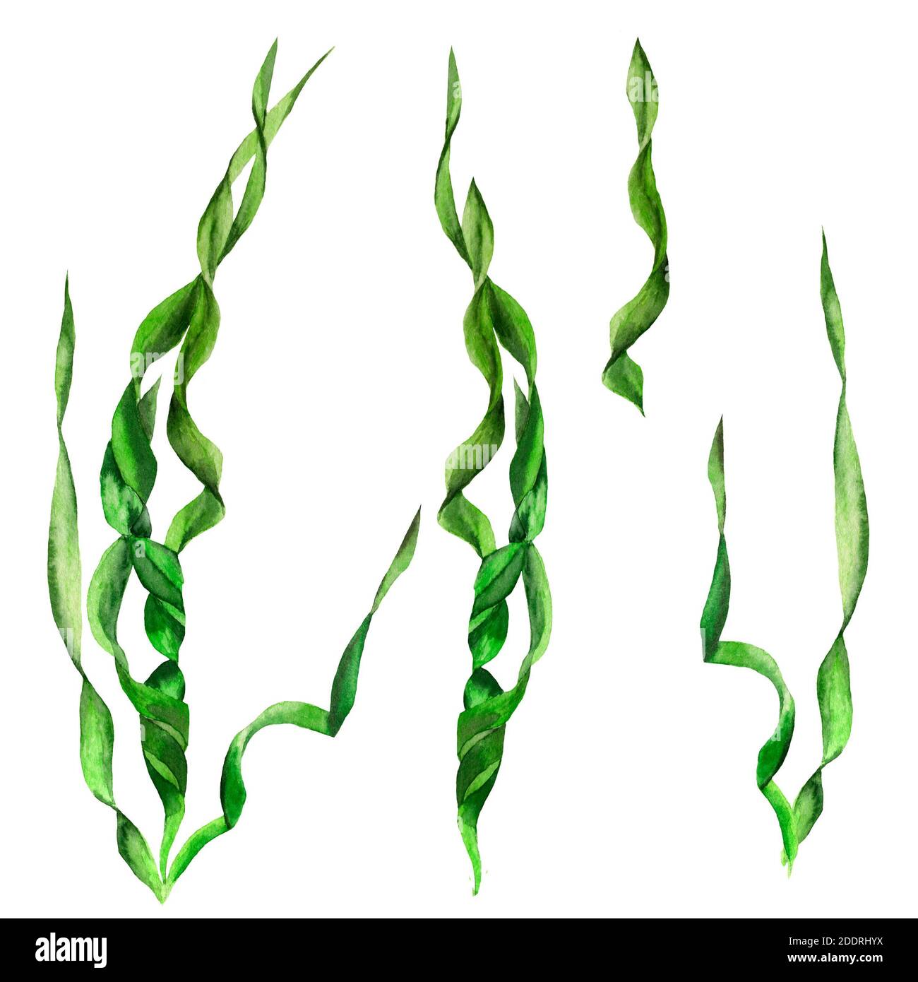 set of green algae leaves in watercolor on transparent background Stock Photo
