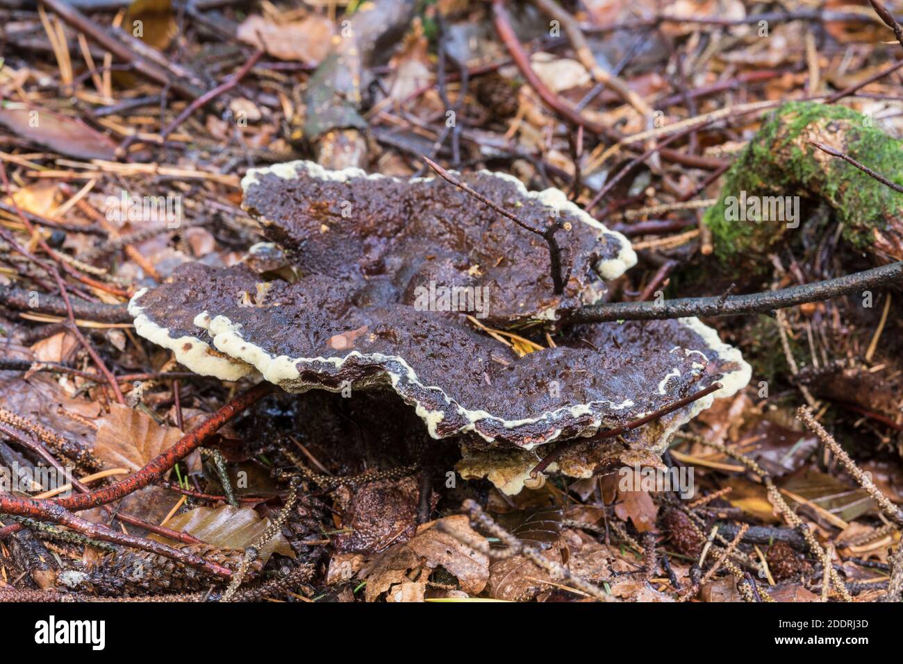 A large (c.200mm plus wide) Boletes (Boletus sp) fungus Stock Photo