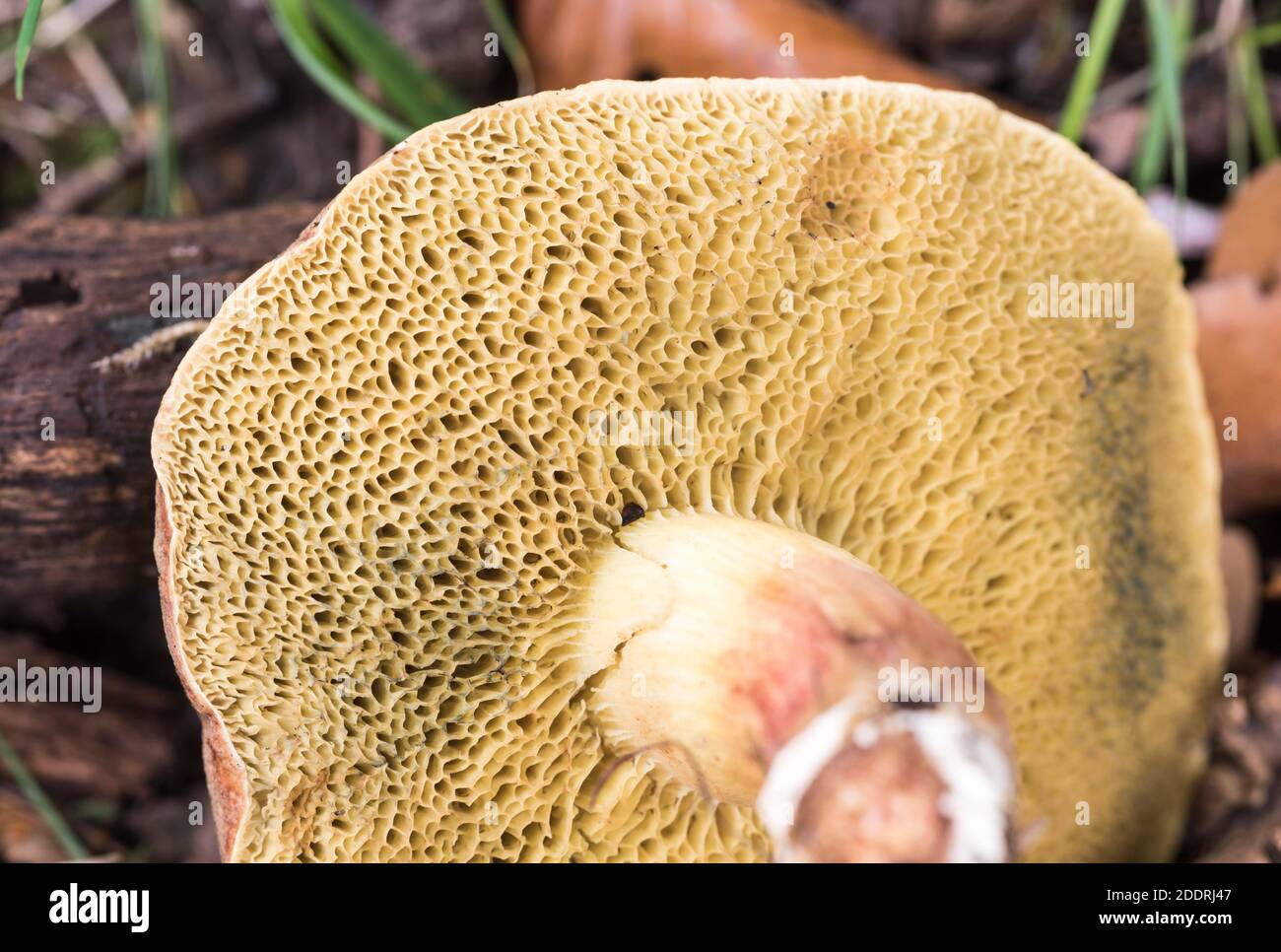 Underside of a Boletes fungus (Boletus sp) showing the tubes/ pores Stock Photo