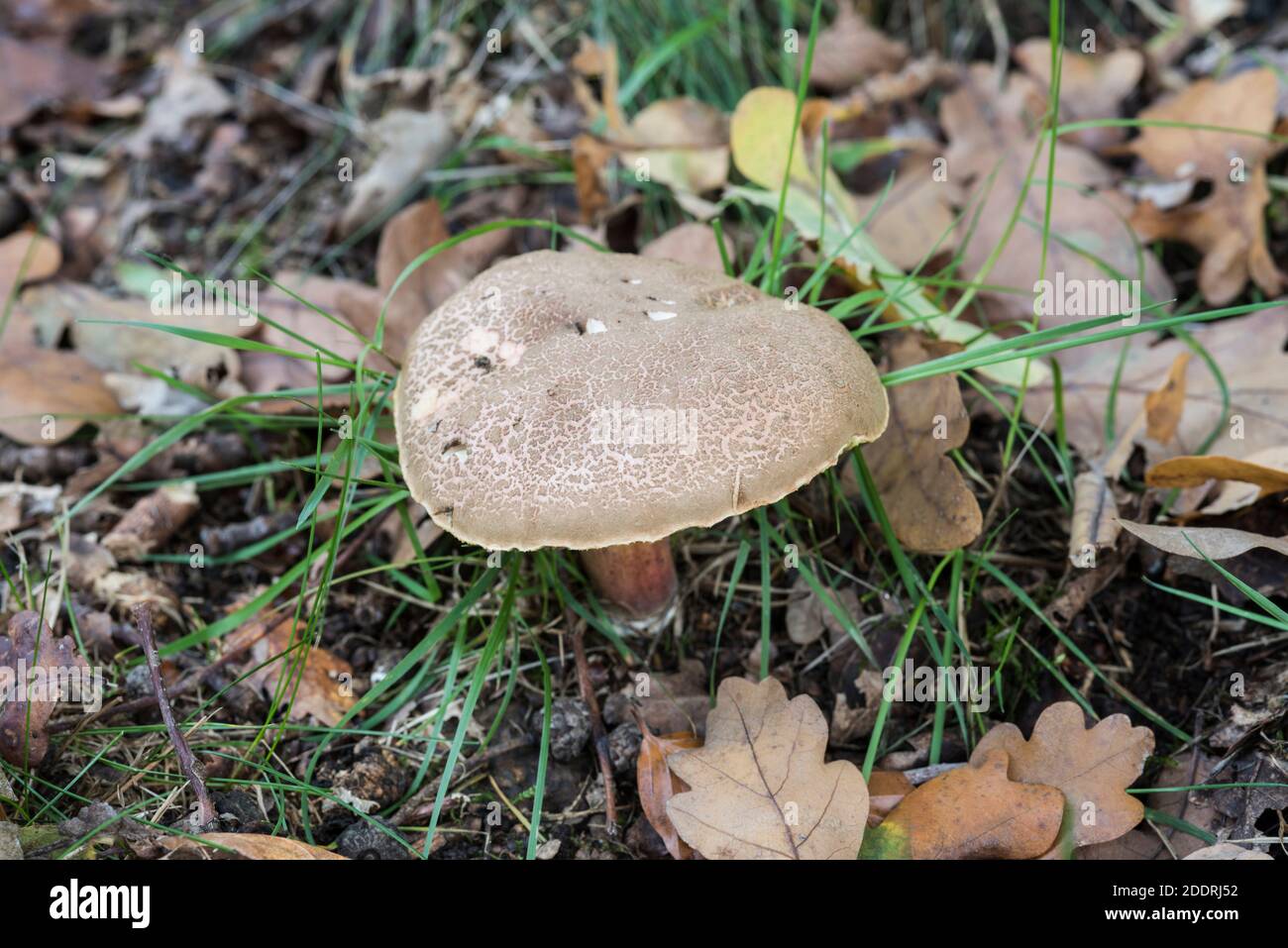Fungus - Boletes (Boletus sp) Stock Photo
