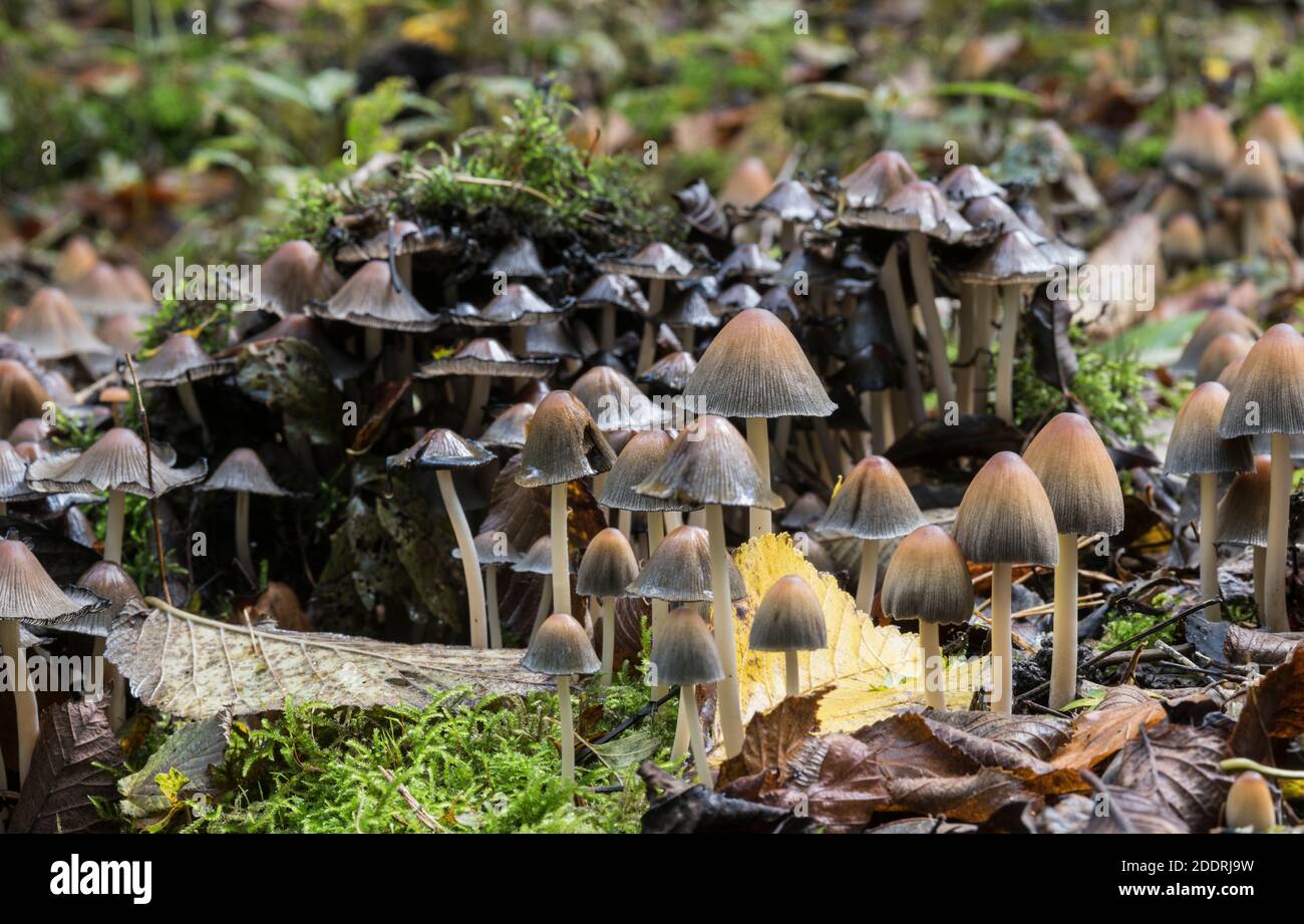 Group of the Glistening Inkcap fungus (Coprinus micaceus) Stock Photo