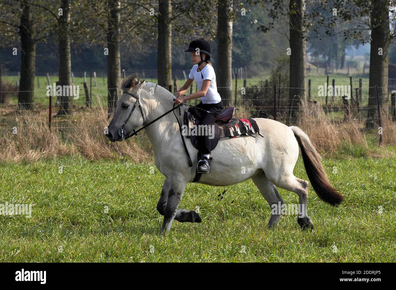 Norwegian Fjord Horse, Girl riding a Mare Stock Photo Alamy