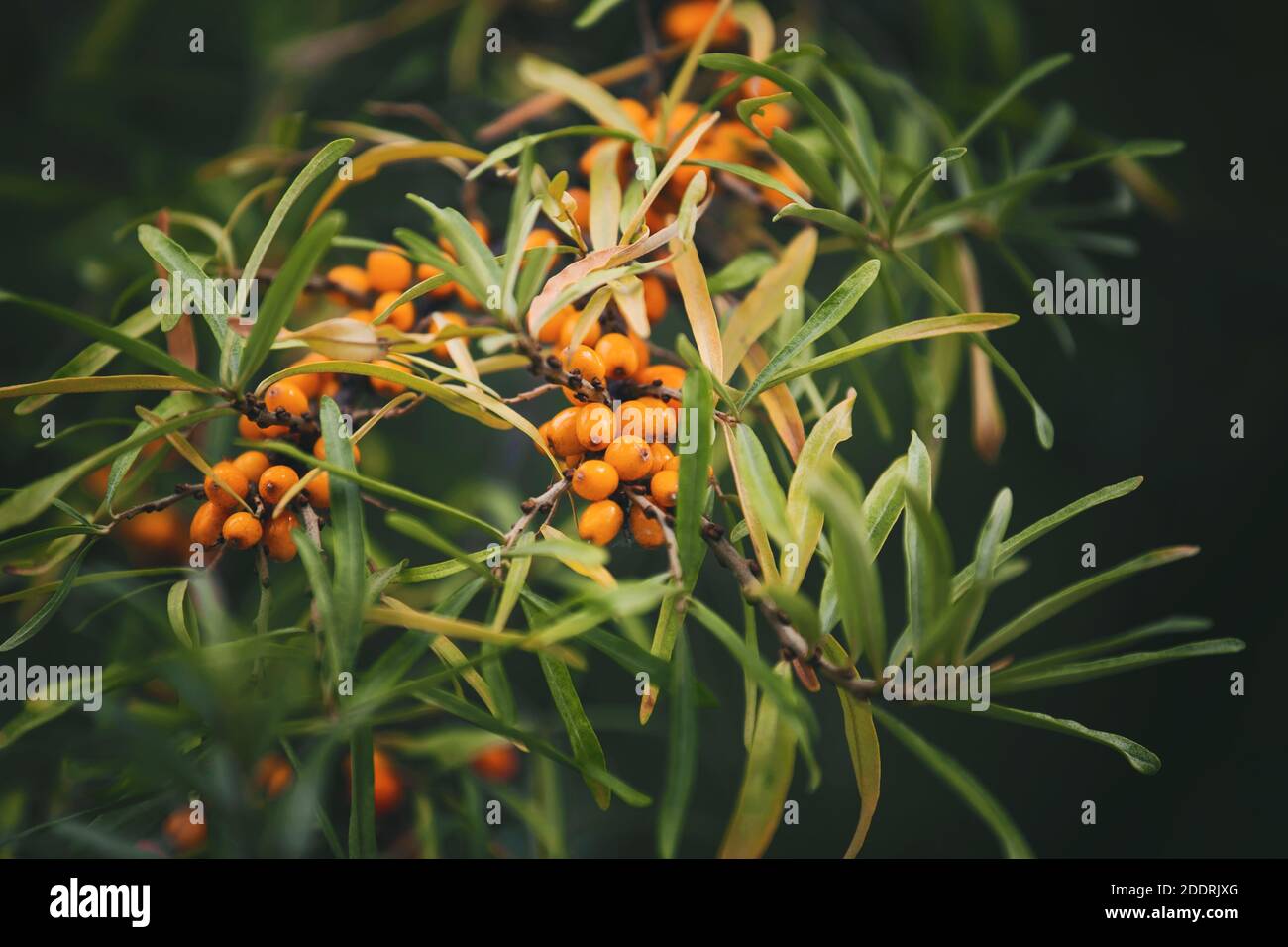 On the thin branches with green leaves ripened orange delicious sea buckthorn berries. Healthy diet. Wild berry. Stock Photo