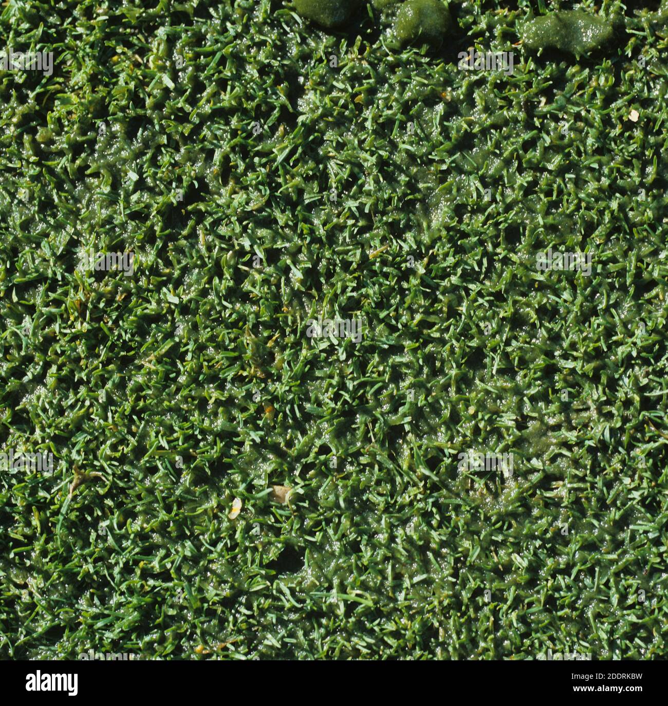 Algal slime (Cyanobacterium or other algae) formed on the surface of close mown turf of a damp golf course green after rain, Surrey, October Stock Photo