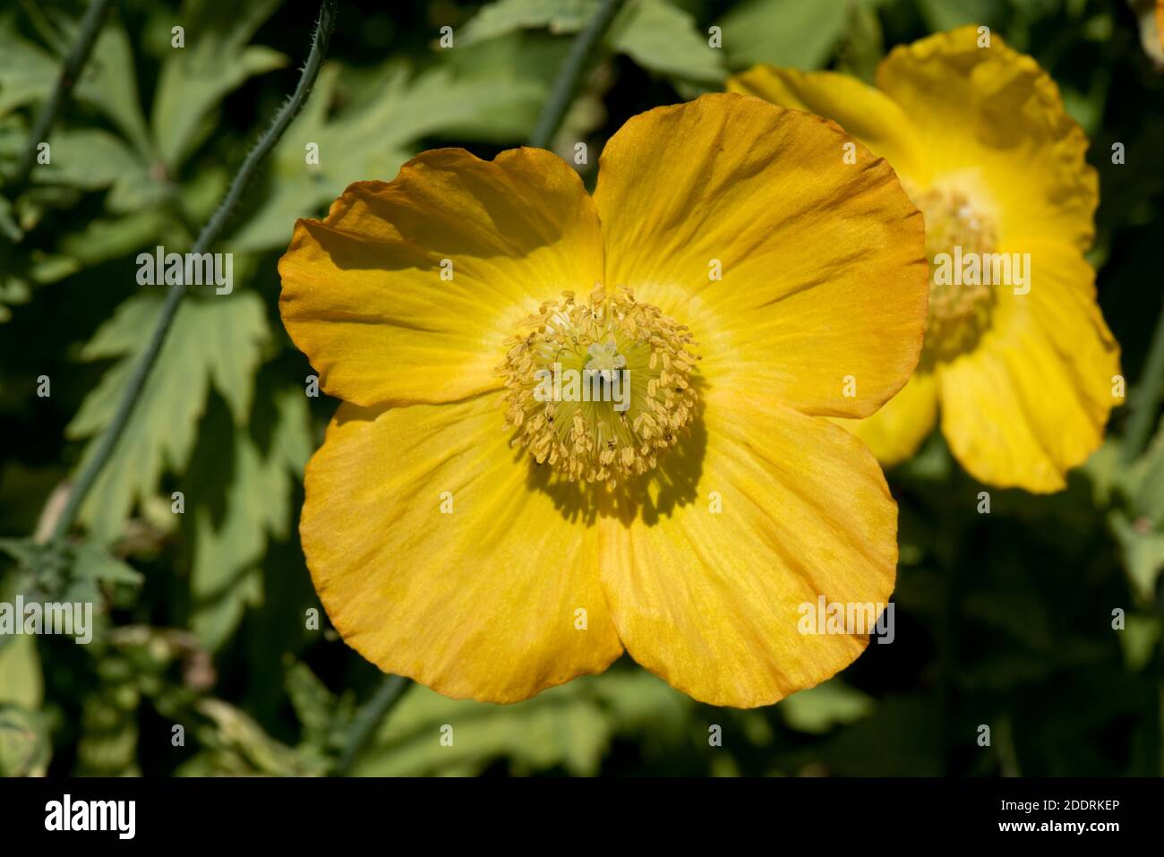 yellow orange flowers of Welsh poppy (Meconopsis cambrica) and plant leaves in a country garden, Berkshire, May Stock Photo
