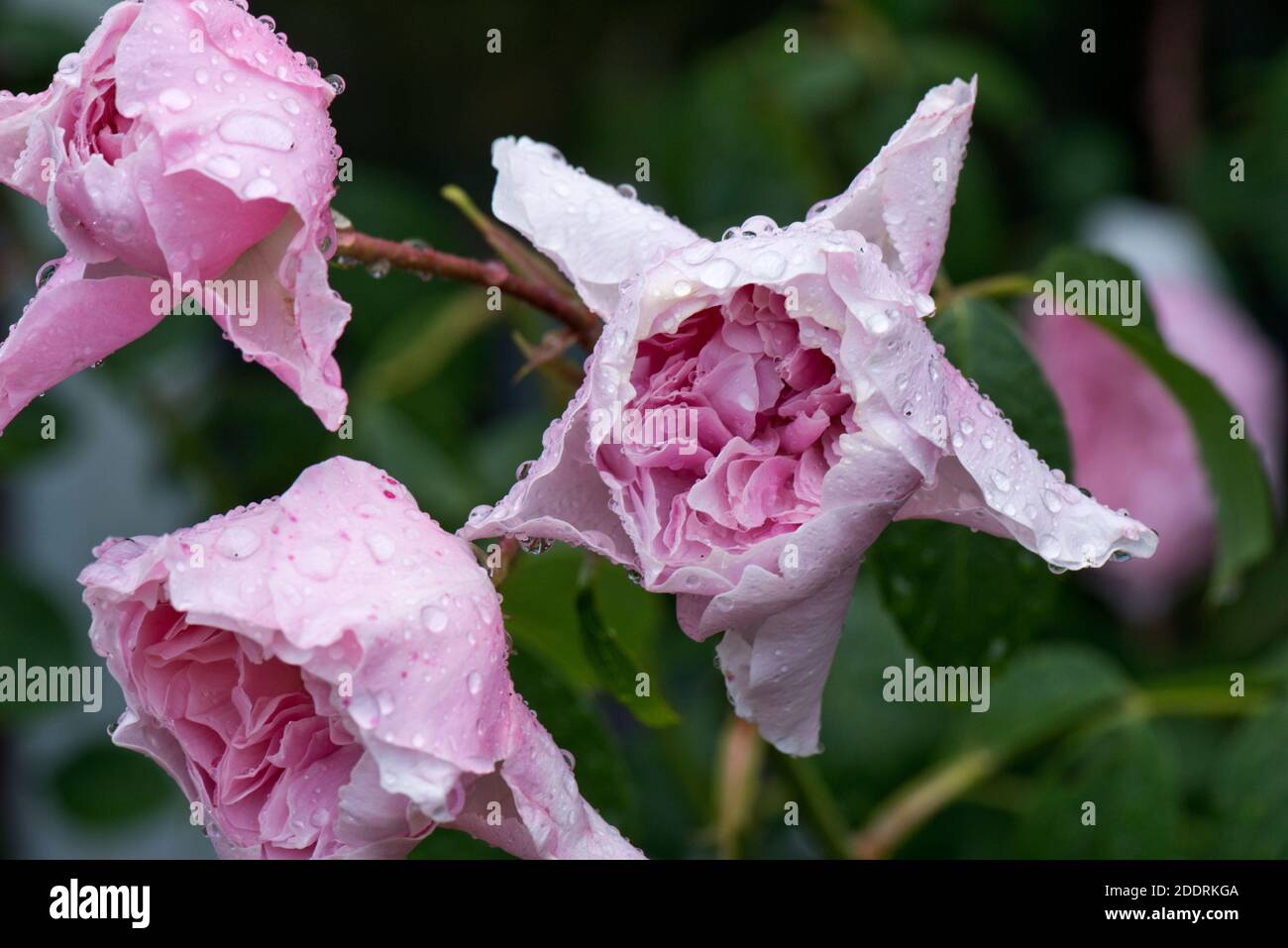 Pink rose (Rosa sp.) flowers covered with rain dropland showing early and advancing signs of grey mould (Botrytis cinerea) spotting, June Stock Photo