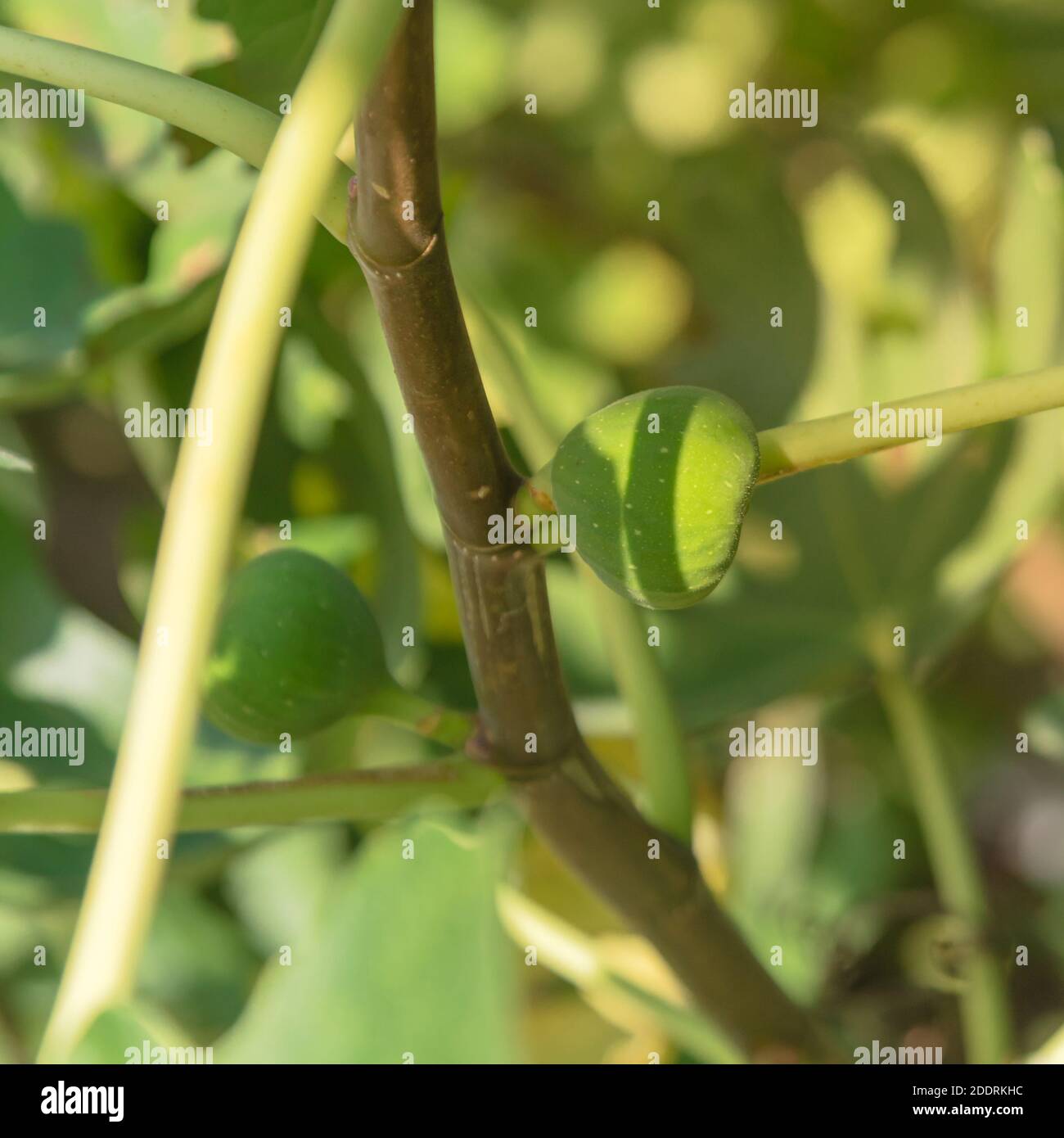 Close-up fig fruit ripening on tree at community garden near Dallas ...