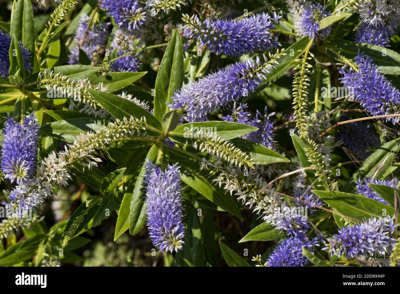 Spiked inflorescences of flowers on Hebe 'Midsummer Beauty' blue aging to white a garden shrub with shiny lanceolate leaves, Berkshire, June Stock Photo