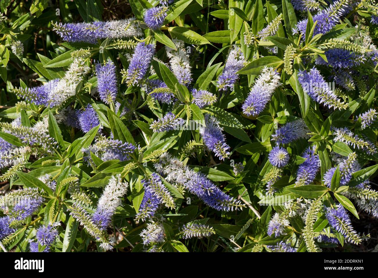 Spiked inflorescences of flowers on Hebe 'Midsummer Beauty' blue aging to white a garden shrub with shiny lanceolate leaves, Berkshire, June Stock Photo