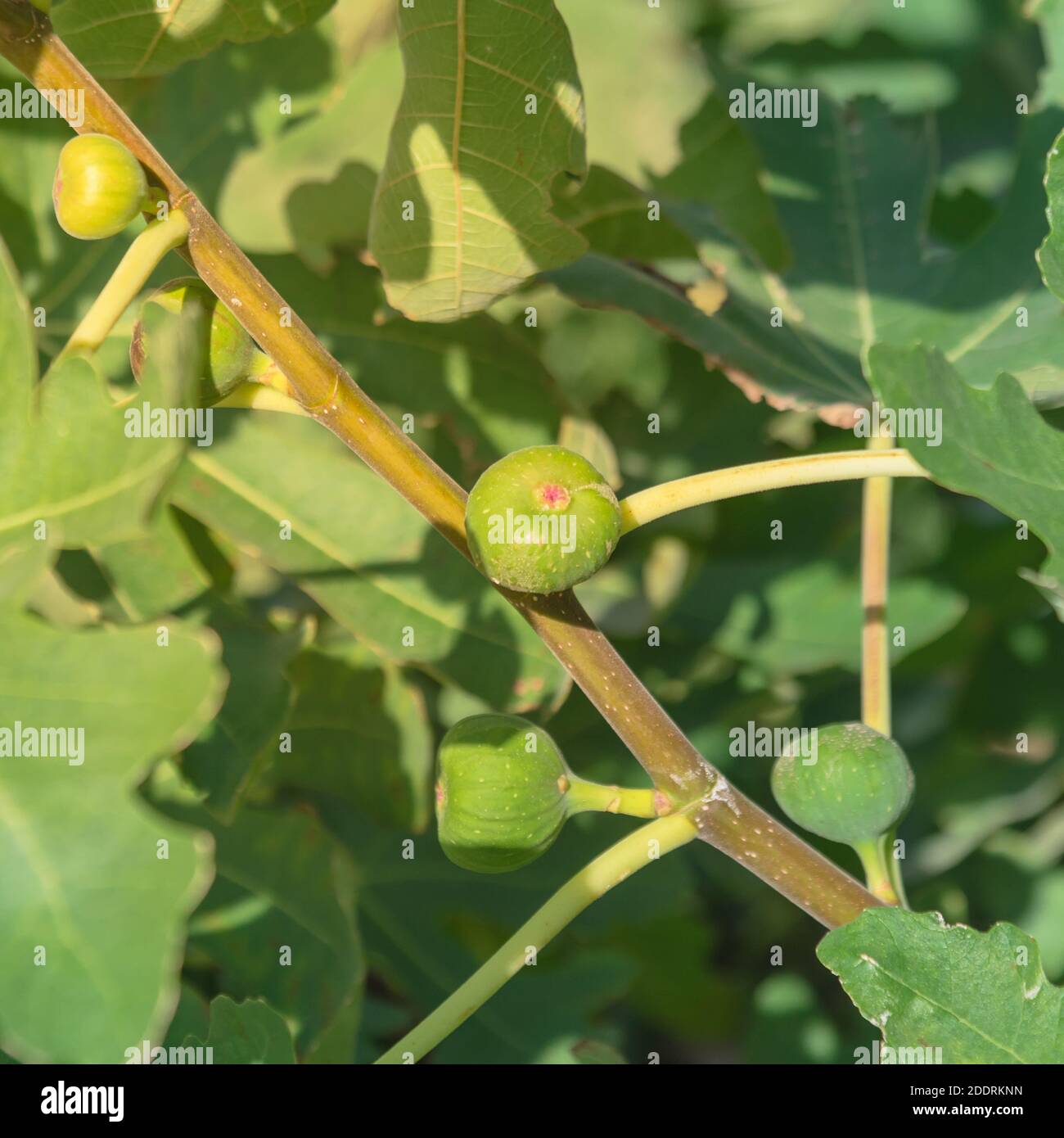 Ficus tree growing near hi-res stock photography and images - Alamy