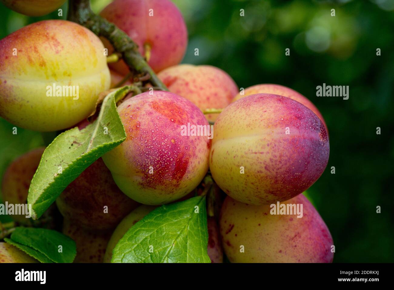 Purple green, prolific and fruitful ripening plums variety Victoria on the tree in summer, Berkshire, JUne Stock Photo