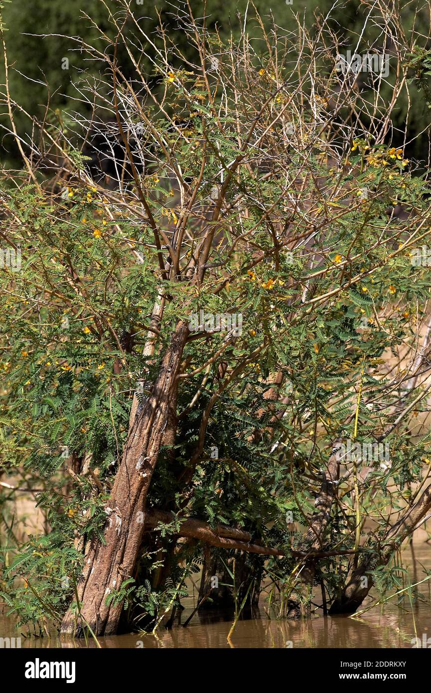 Balsa Wood Tree, aeschynomene elaphroxylon, Baringo Lake in Kenya Stock Photo