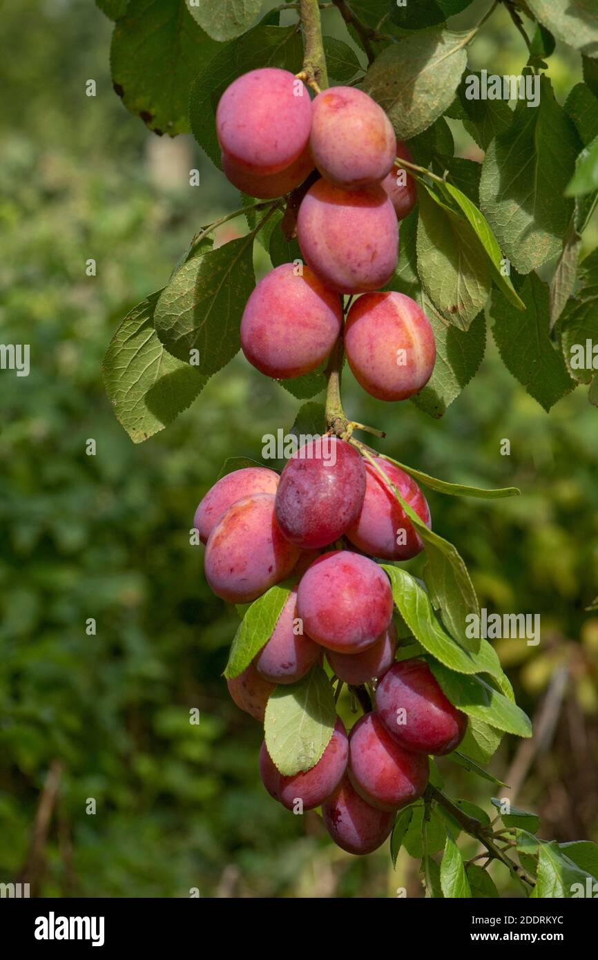 Purple green, prolific and fruitful ripe plums variety Victoria on the tree in summer, Berkshire, JUne Stock Photo