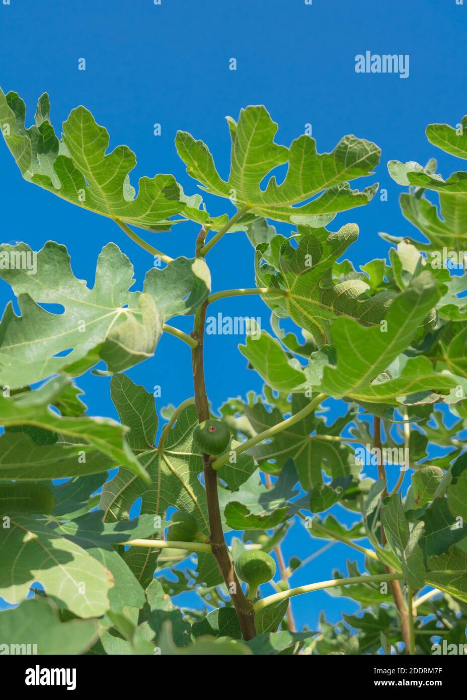 Lookup view of fig tree with fruits under clear blue sky in Dallas
