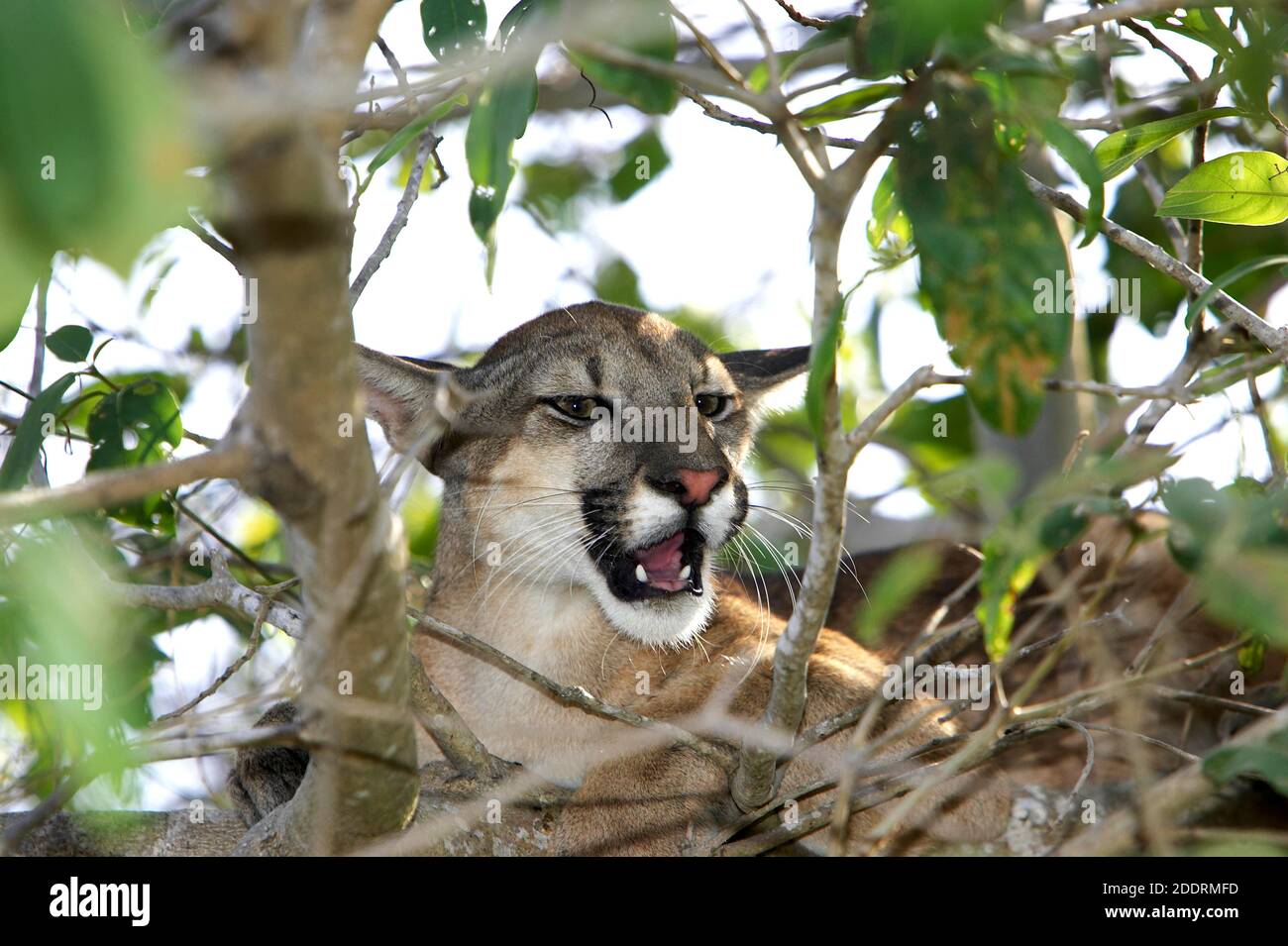 Cougar, puma concolor, Adult camouflaged into Tree, Los Lianos in Venezuela  Stock Photo - Alamy