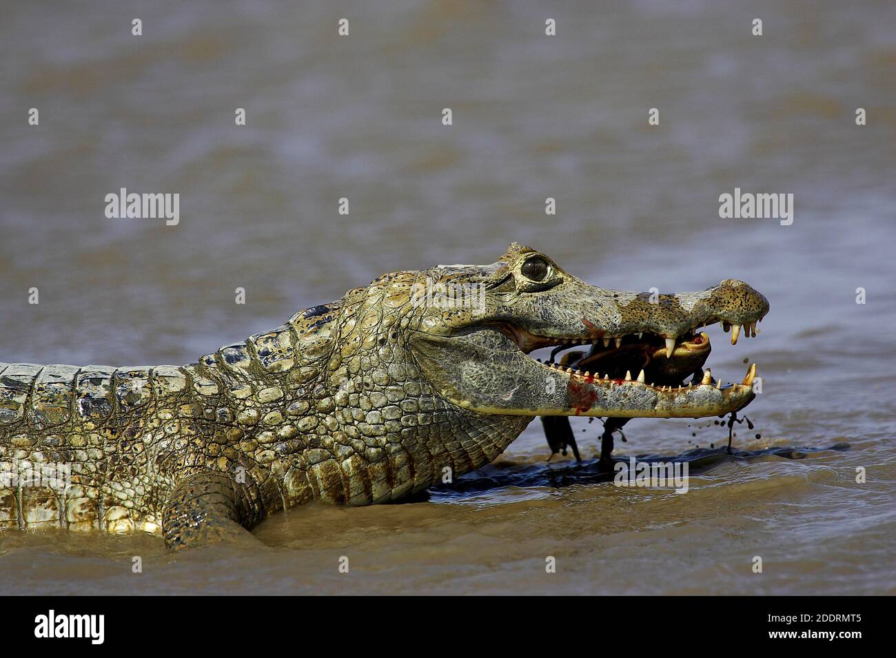 Spectacled Caiman, caiman crocodilus, Adult catching Fish, Los Lianos in Venezuela Stock Photo