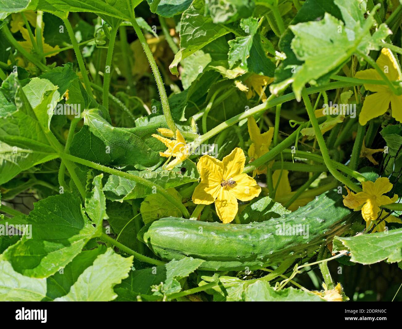 Green free range cucumbers in the garden Stock Photo