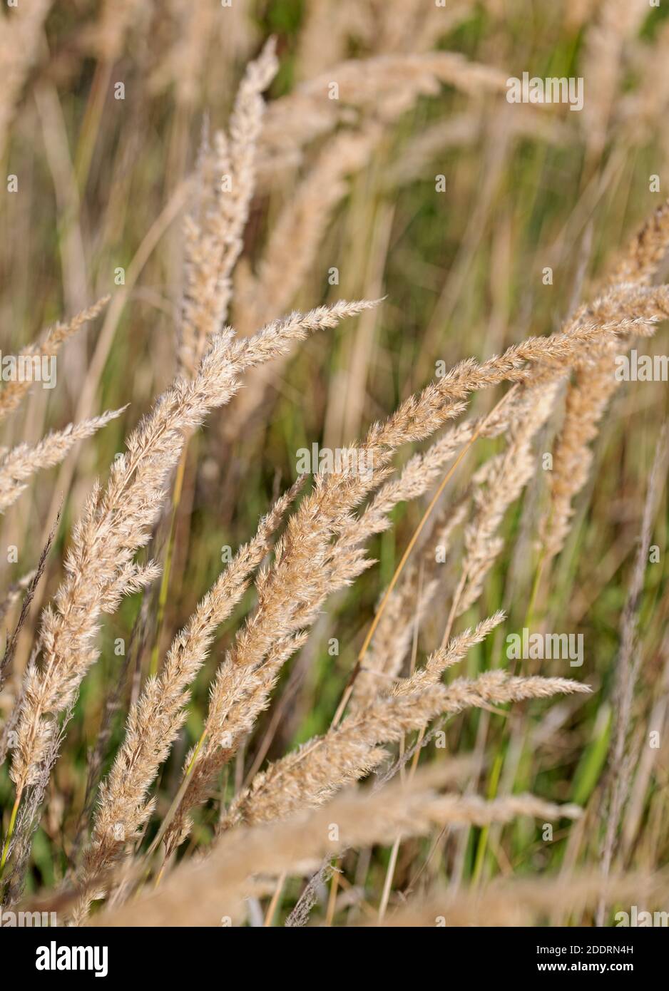 Ripe panicle grass, poa, in autumn Stock Photo