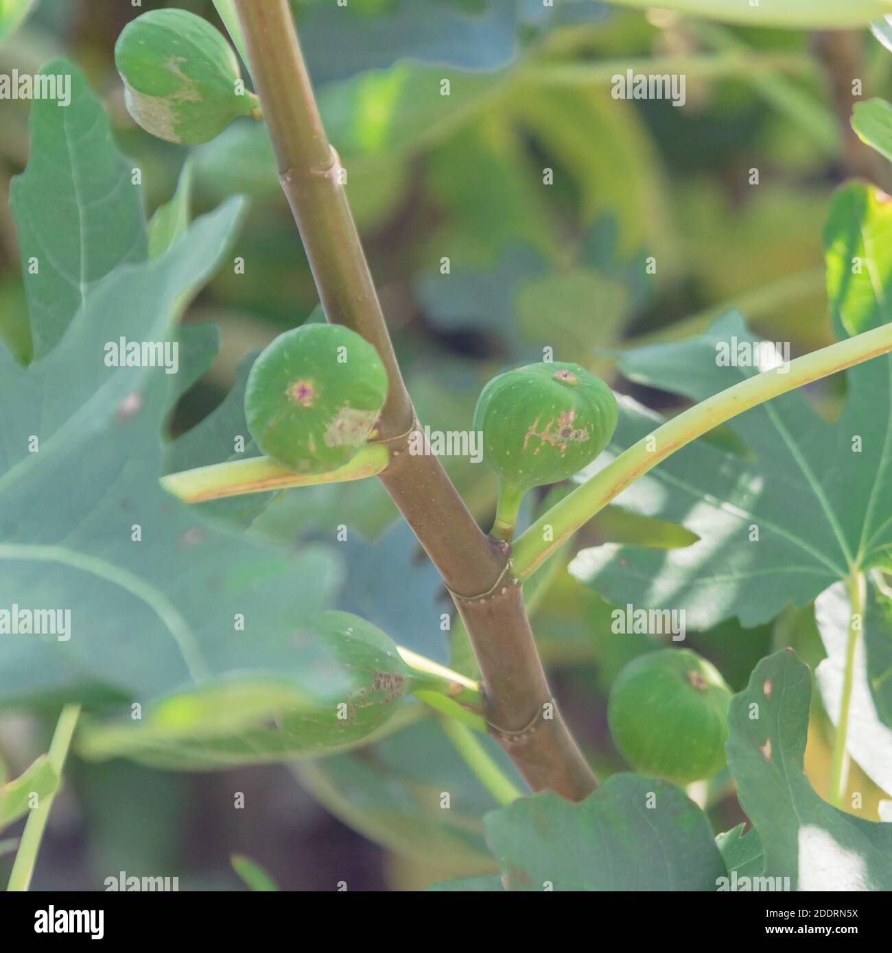 Ficus tree growing near hi-res stock photography and images - Alamy