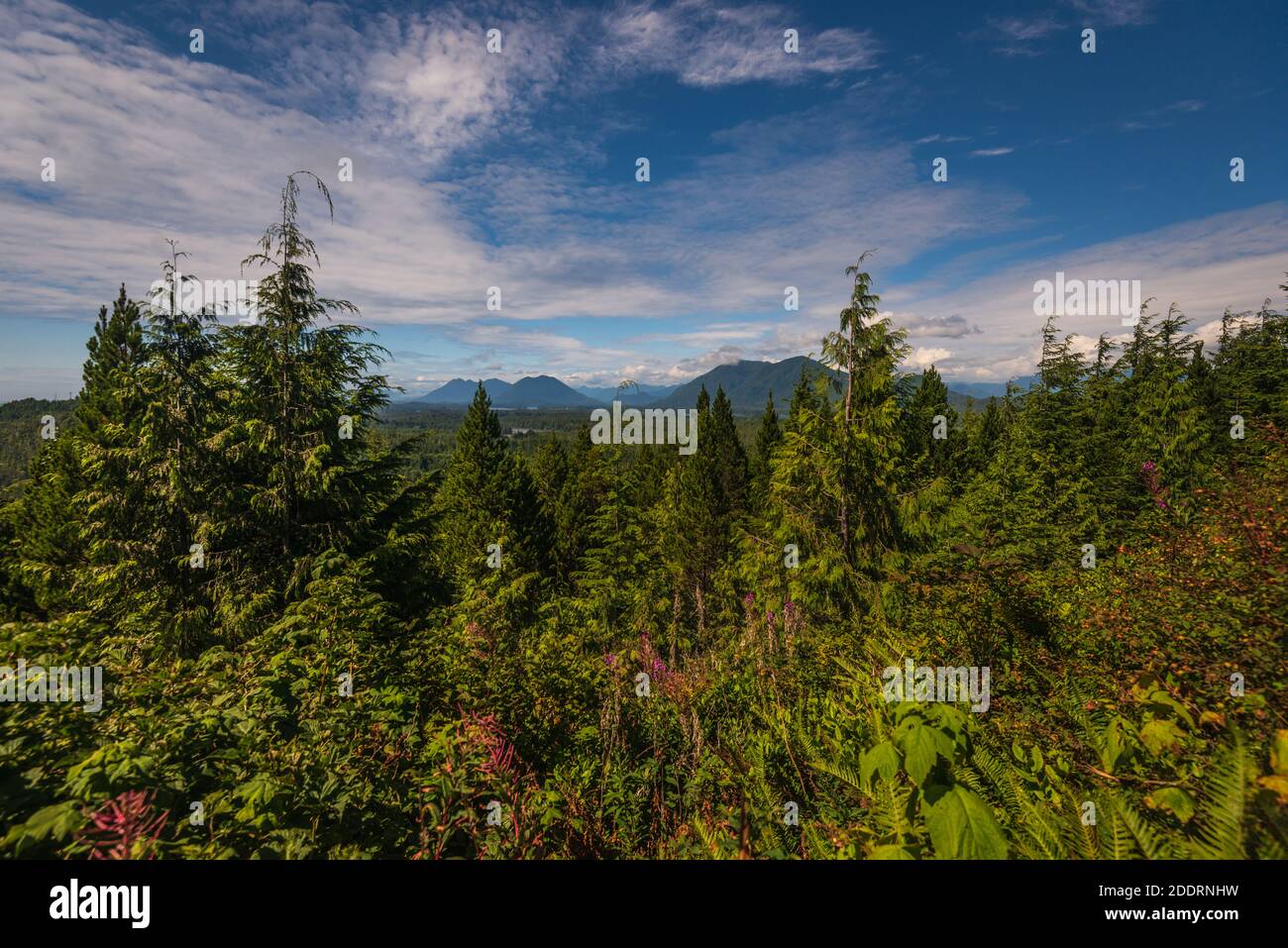 wild pacific rim views, Ucluelet, Vancouver Island, British Columbia, Canada Stock Photo