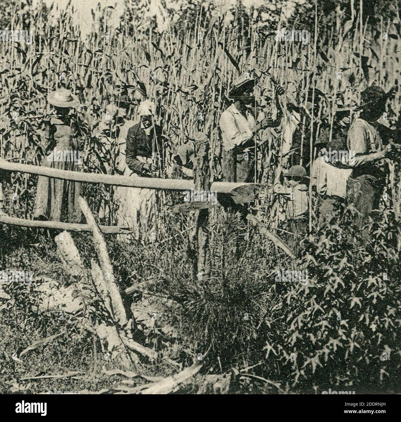 Knackstedt & Näther Stereoskopie 0669 Cuba. Zuckerrohr-Plantage. Bildseite mit Ansicht um 1900 arbeitender Sklaven im Feld auf Kuba (cropped). Stock Photo