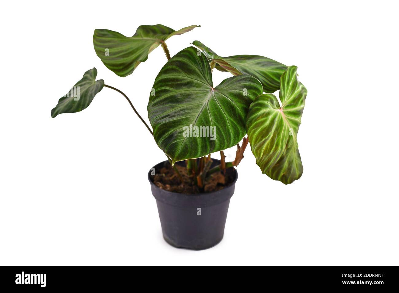 plant banana Banana Plant 'Goldfinger' (FHIA-01) main image 0