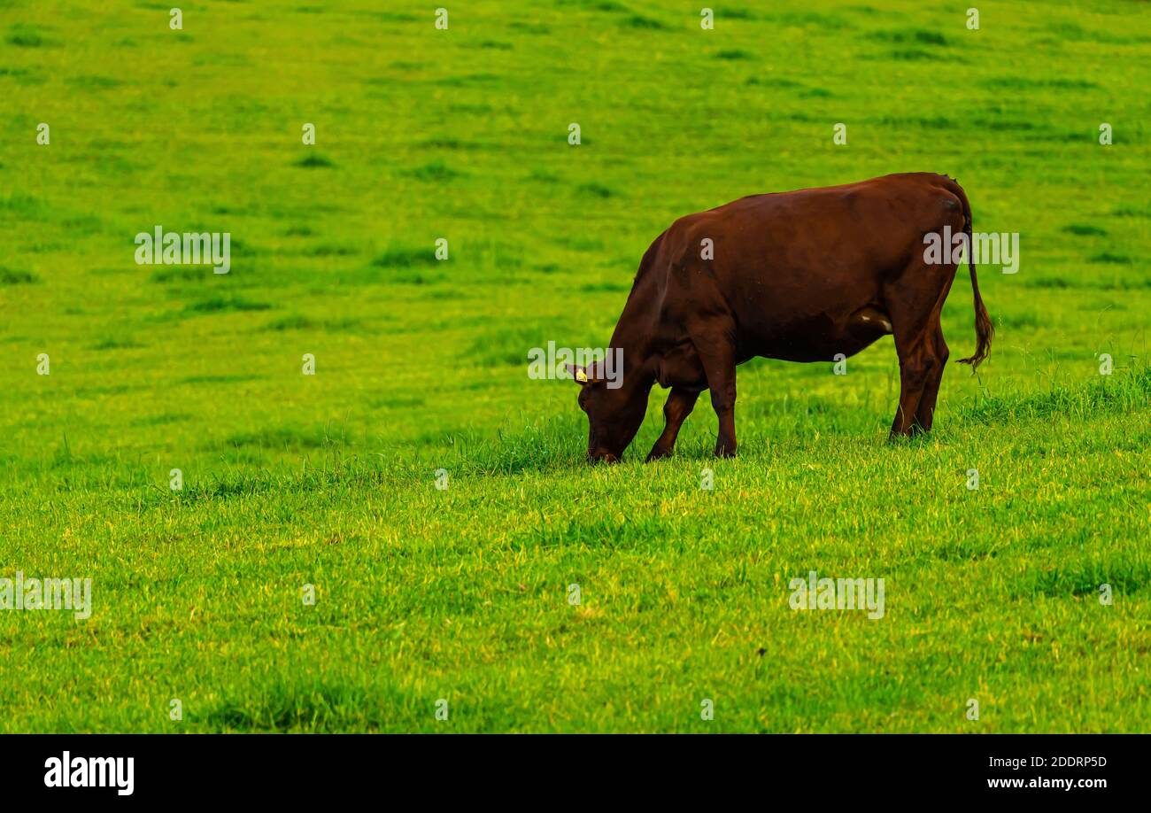 Brown dairy cow grazing peacefully on a lush green meadow in the hills ...