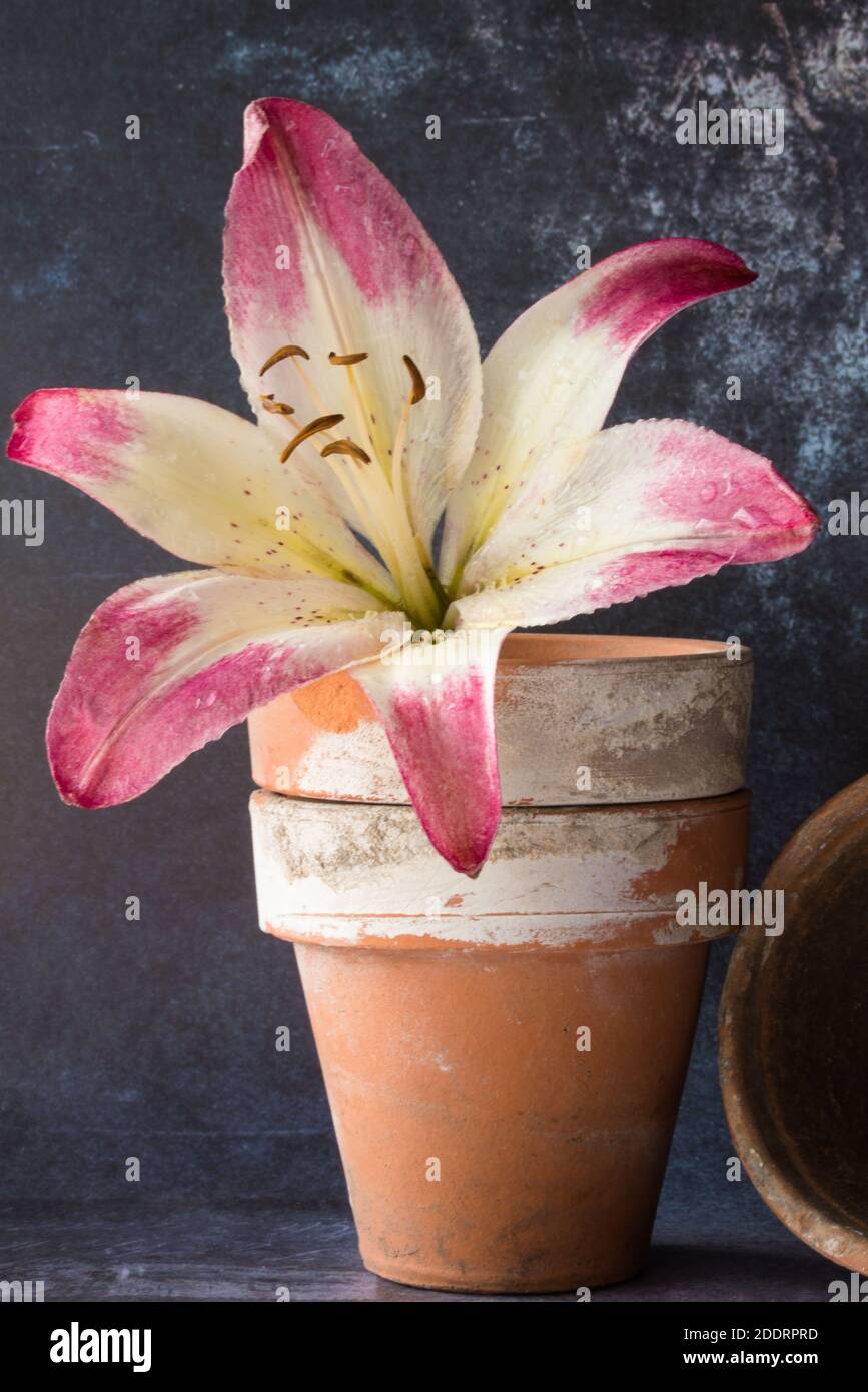 Lilies in pots hires stock photography and images Alamy
