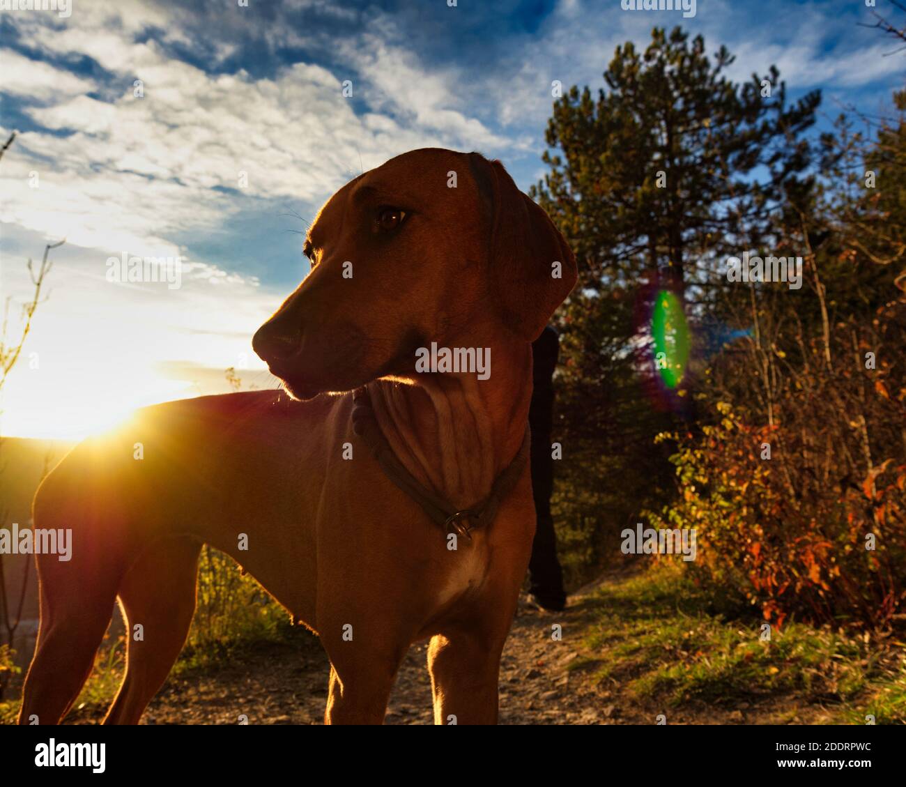 Dog Breed rhodesian ridgeback portrait in nature Jena Stock Photo - Alamy