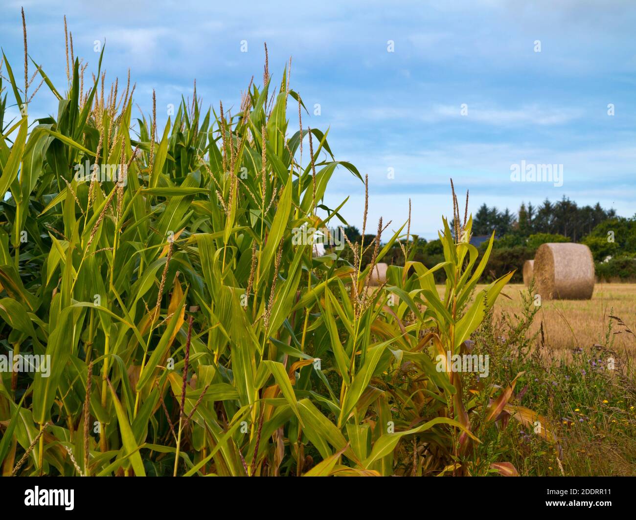 Field of maize or corn a cereal crop grown for food with hay bale visible in the background. Stock Photo