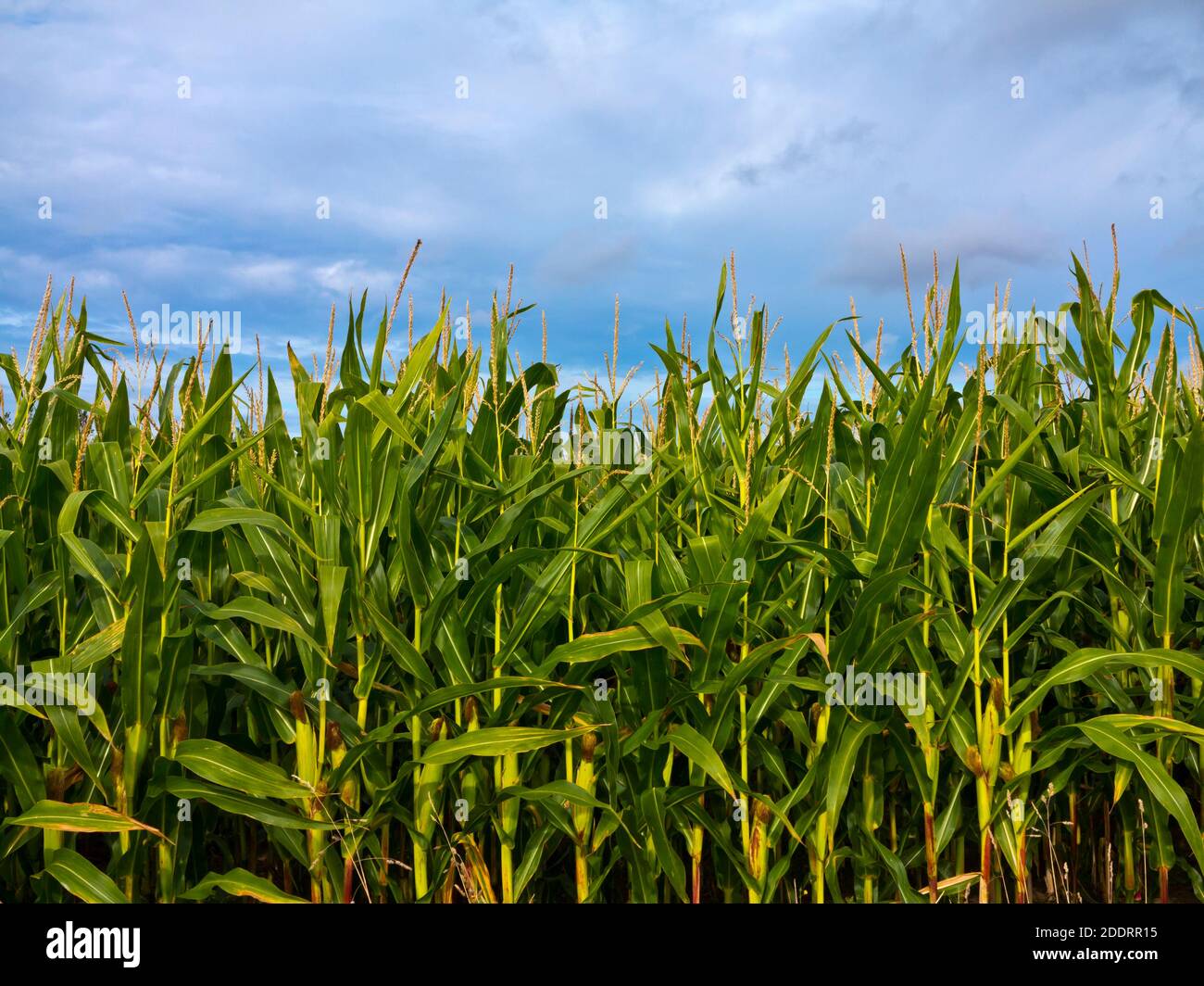 Field of maize or corn a cereal crop grown for food. Stock Photo