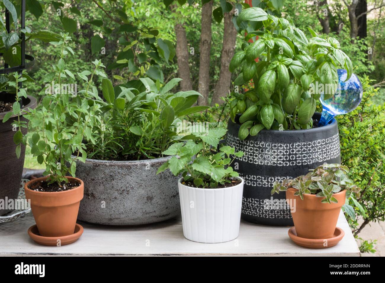 Herb Garden in Pots Stock Photo