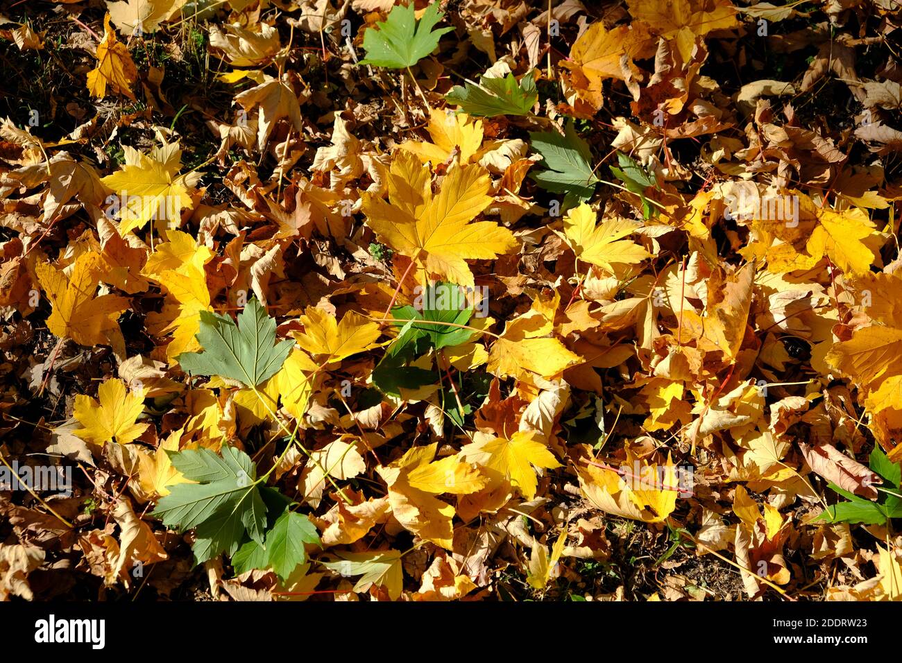 autumn leaves piled up on the ground Stock Photo - Alamy