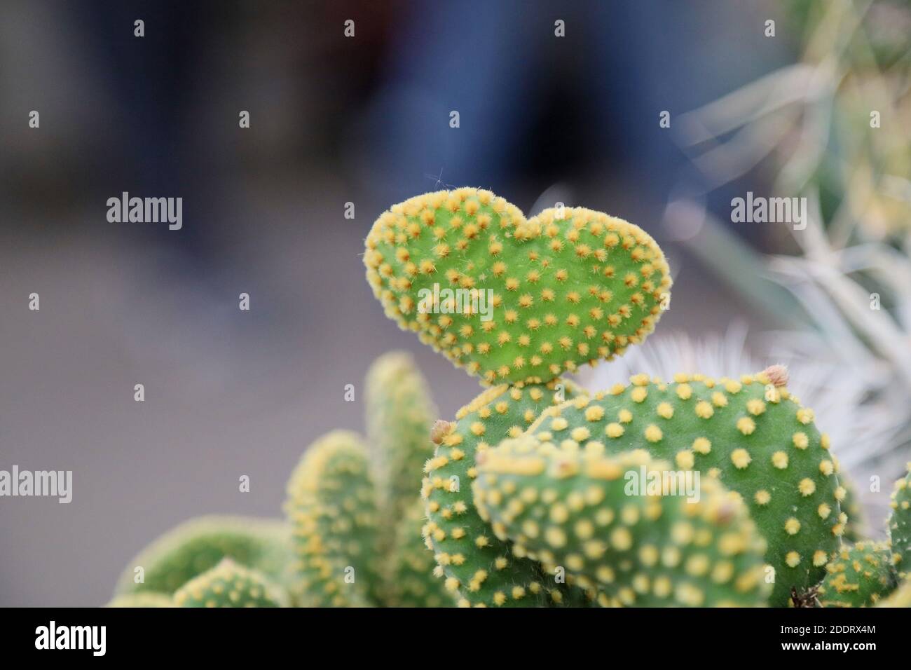 Heart Shaped Cactus Leaf Stock Photo