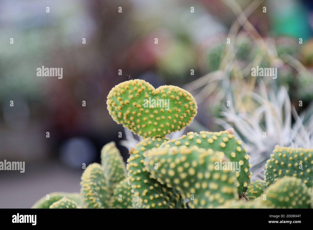 Heart Shaped Cactus Leaf Stock Photo