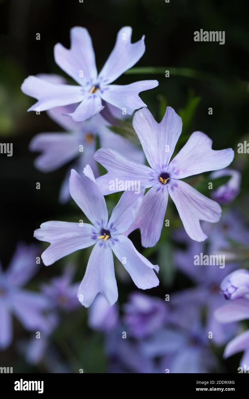 Purple Phlox Blossoms Stock Photo