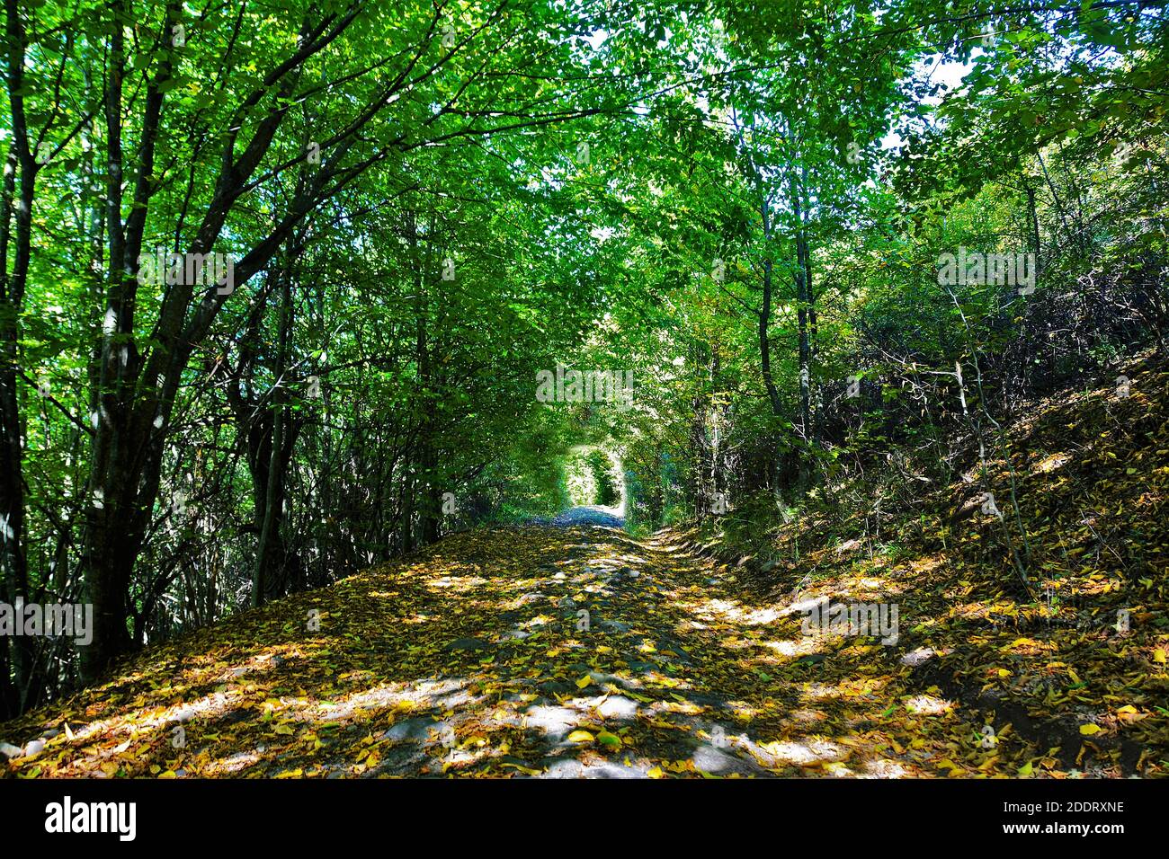 An alley in a scenic green park Stock Photo - Alamy