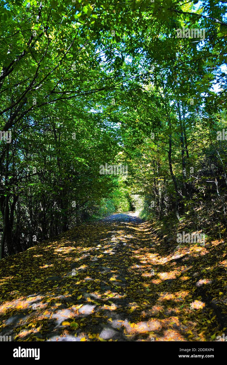 An alley in a scenic green park Stock Photo - Alamy