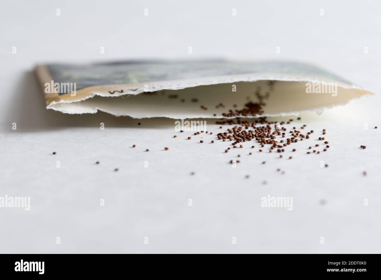 Marjoram Seeds Spilled from a Seed Packet Stock Photo Alamy