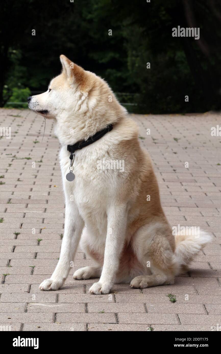 Akita inu japanese dog close-up portrait on natural background Stock