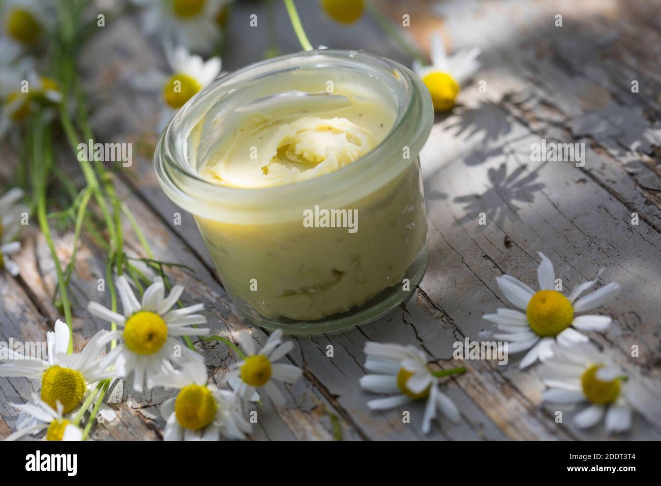 Kamillensalbe, Kamillesalbe, Kamillenblüten-Salbe, Kamilleblüten-Salbe,  Kamillen-Salbe, Kamille-Salbe, Salbe, Creme, Kamillencreme, Kamillecreme,  Heil Stock Photo - Alamy