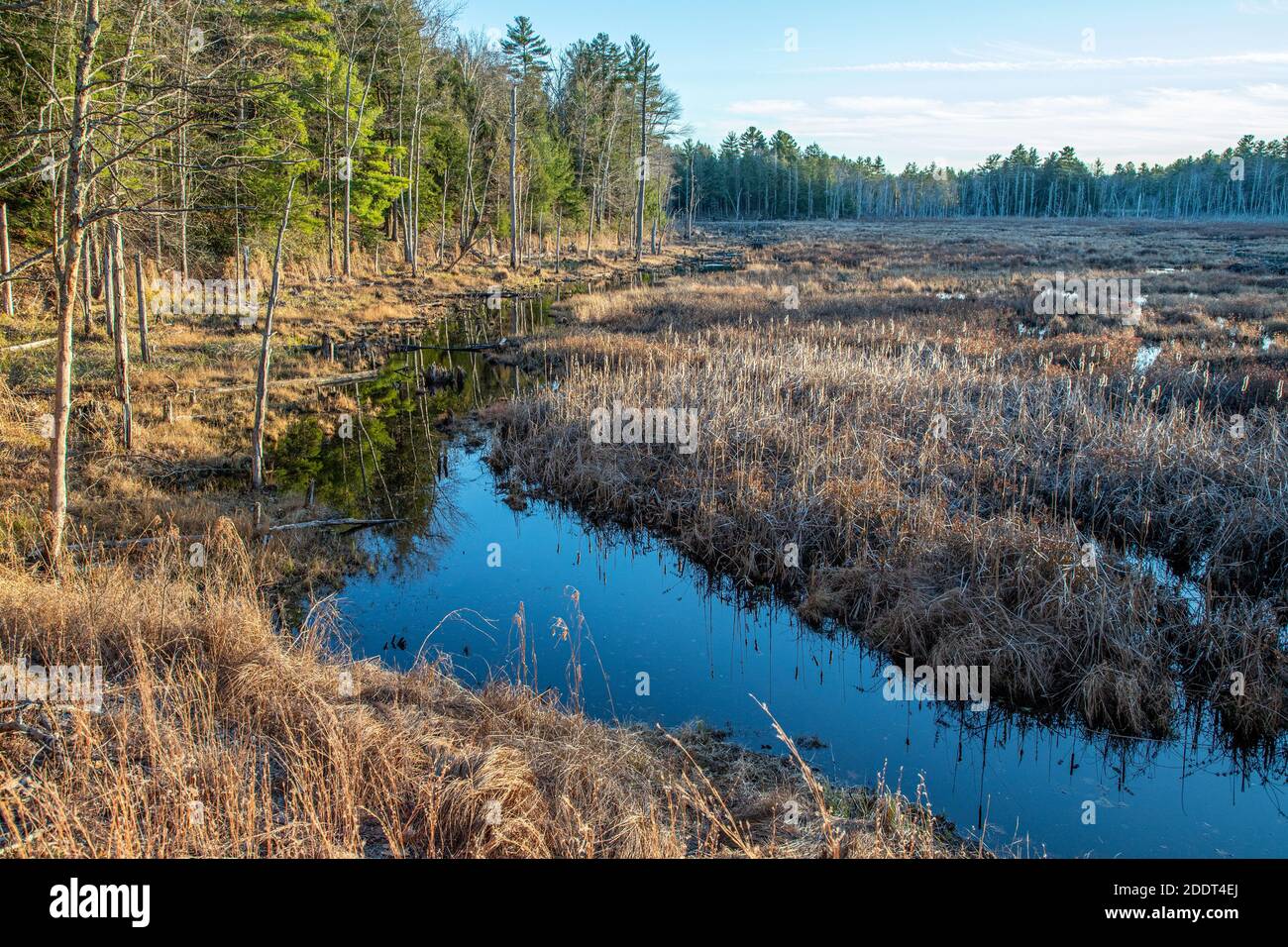 A marsh along Rte 122 in New Salem, Massachusetts Stock Photo
