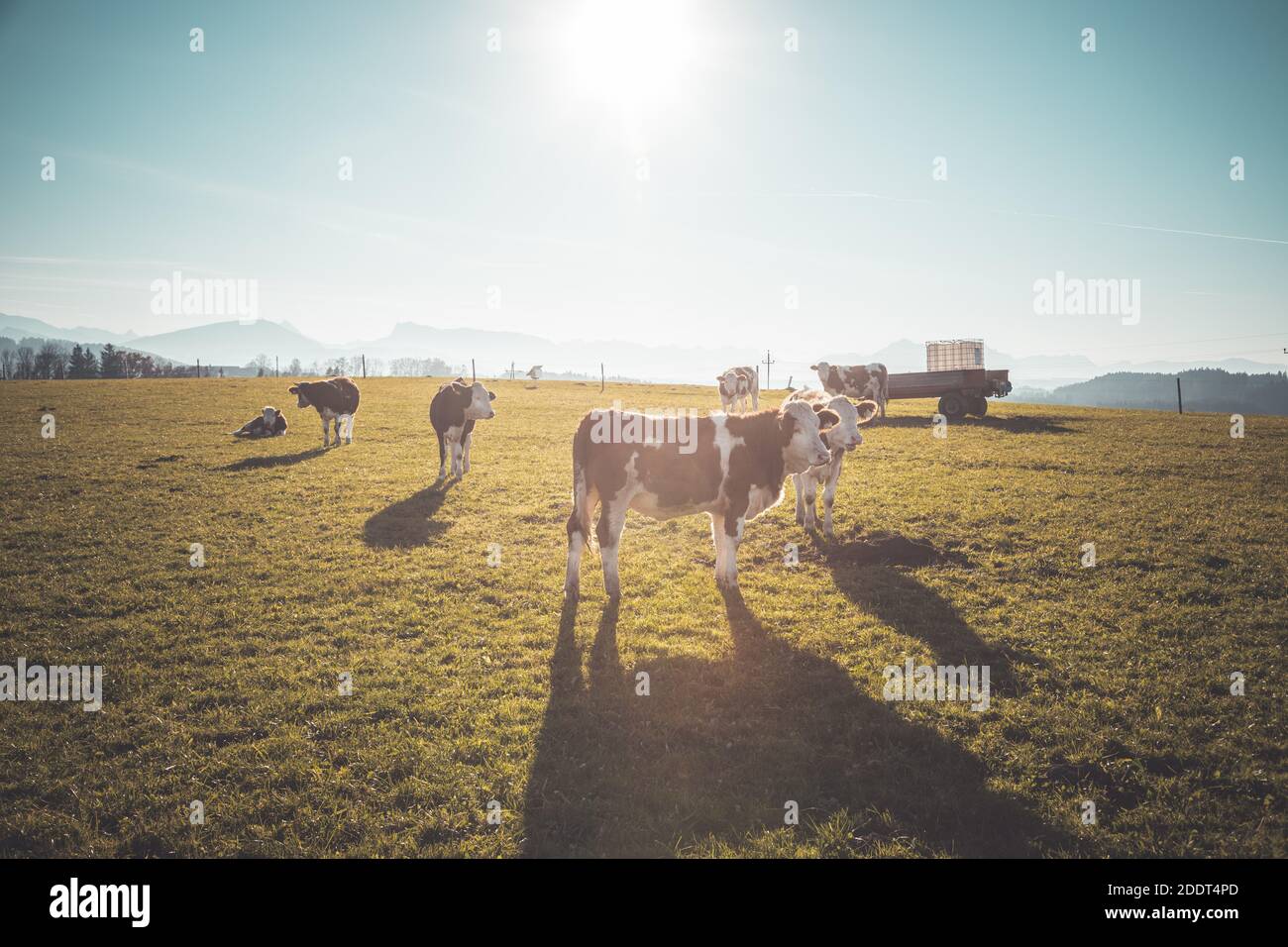 Happy cows are grazing on the green wide meadow Stock Photo - Alamy