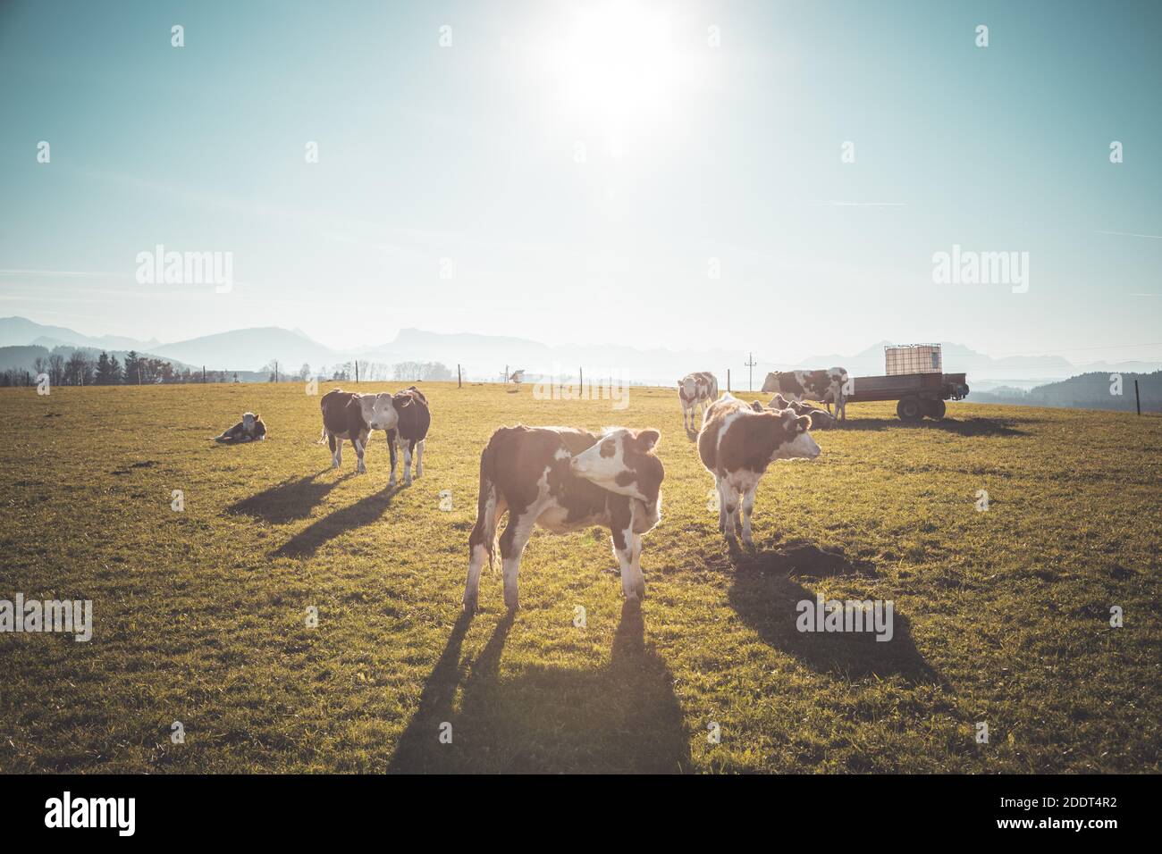 Happy cows are grazing on the green wide meadow Stock Photo - Alamy