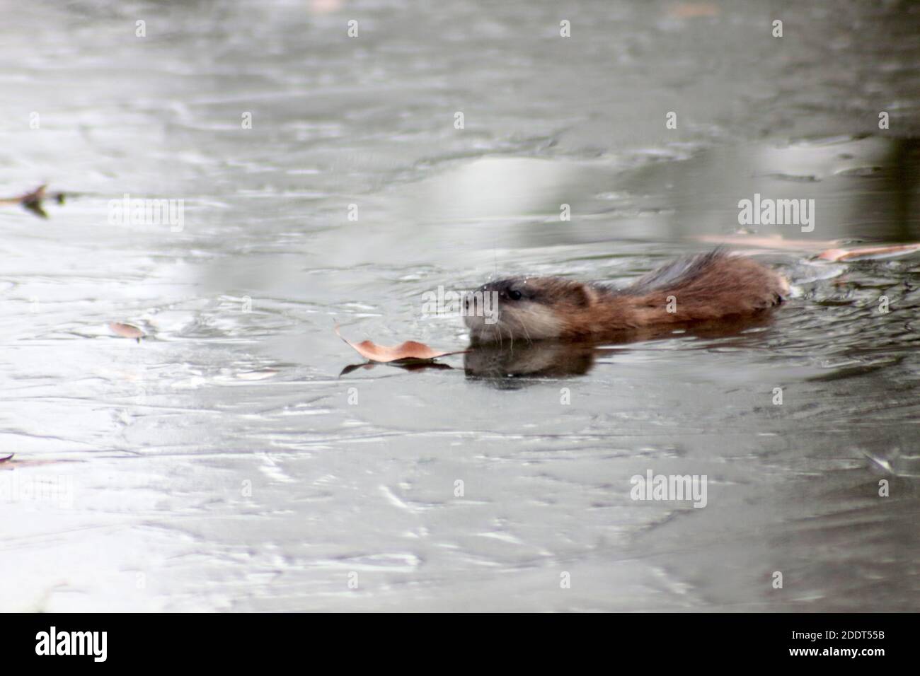 muskrats swimming in the cold lake covered with ice. Image contains copy space Stock Photo