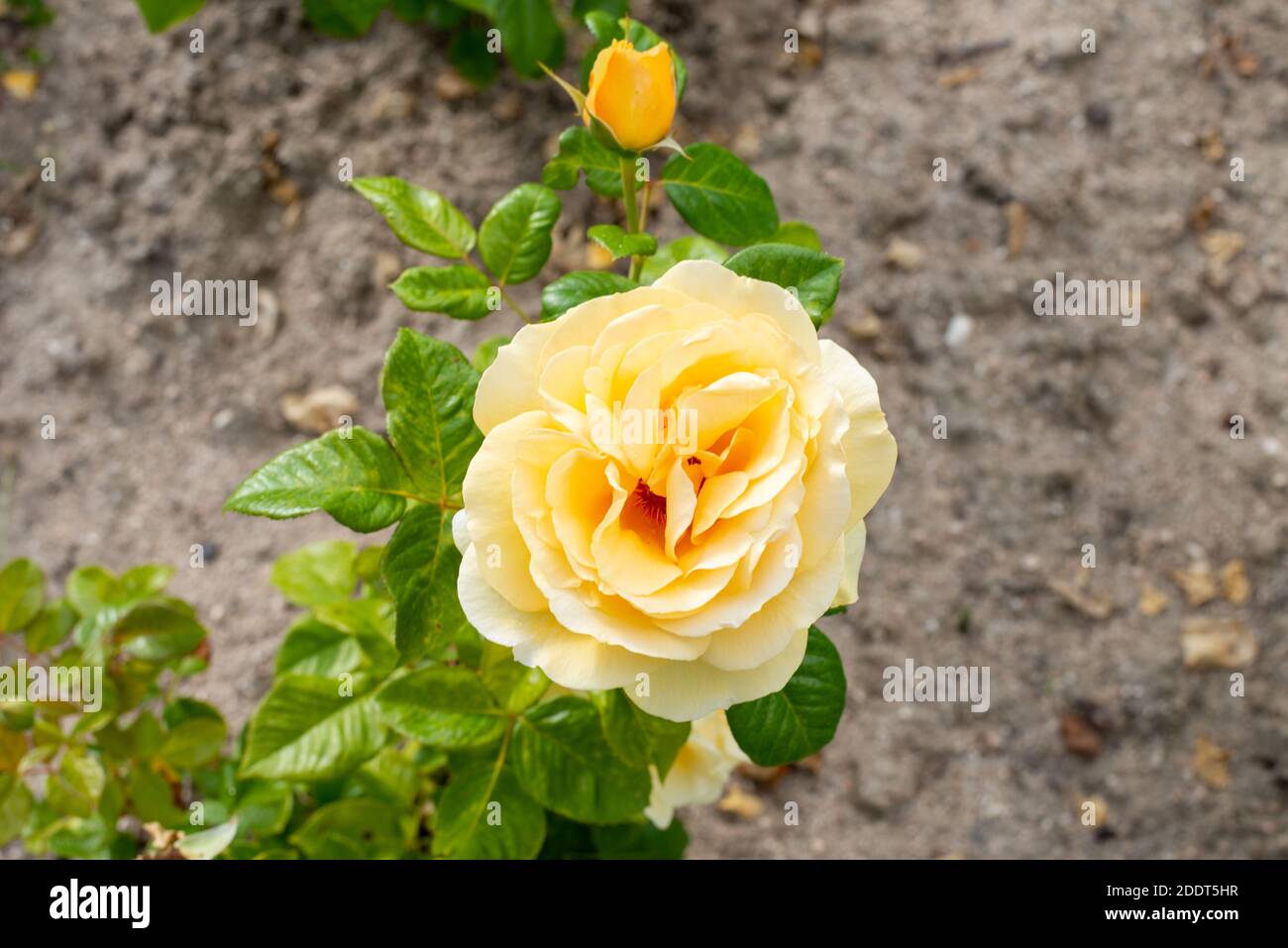 Yellow roses green leaves hi-res stock photography and images - Alamy