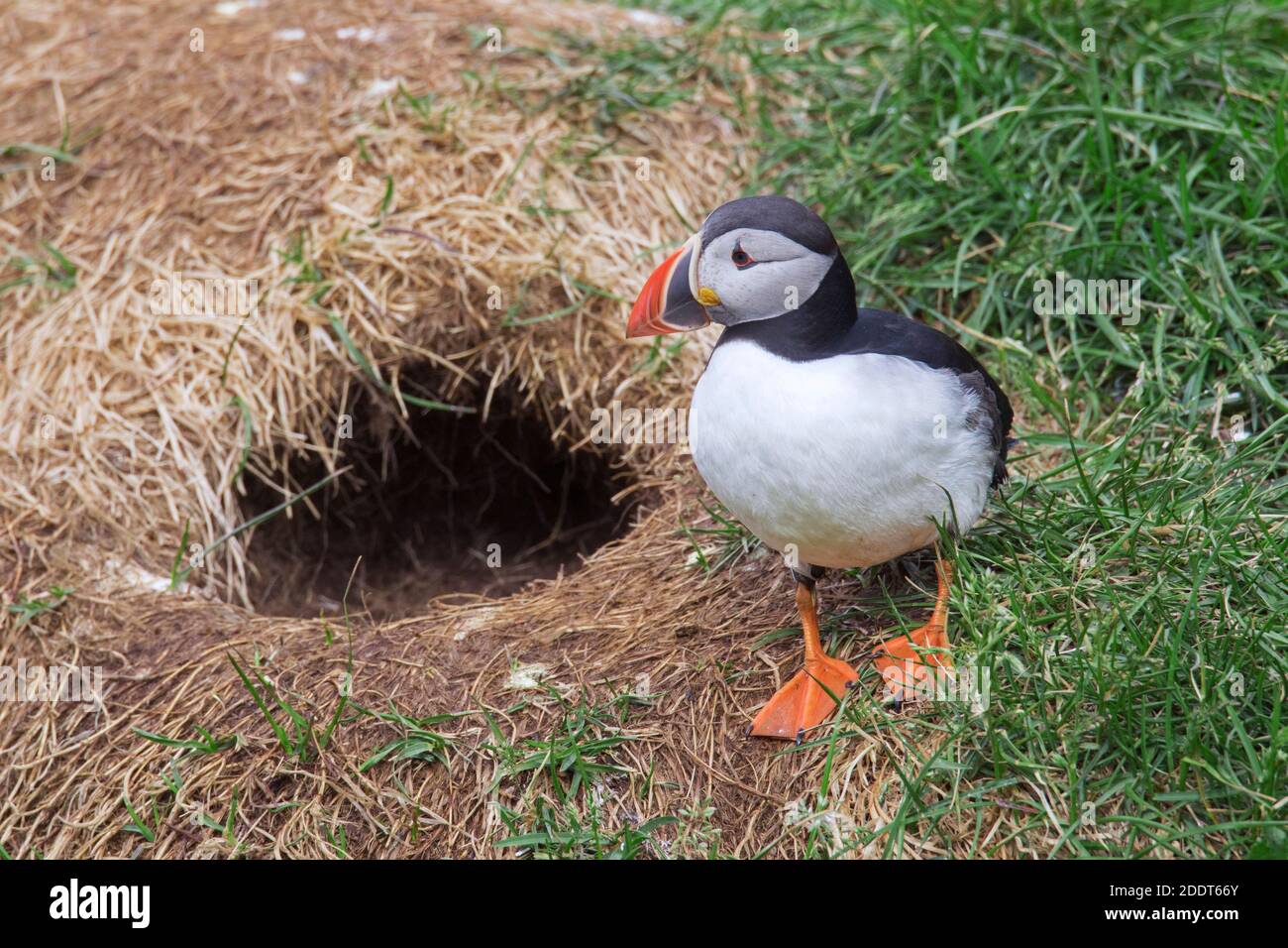 Atlantic puffin (Fratercula arctica) at burrow entrance of old rabbit hole on sea cliff top in seabird colony in summer Stock Photo