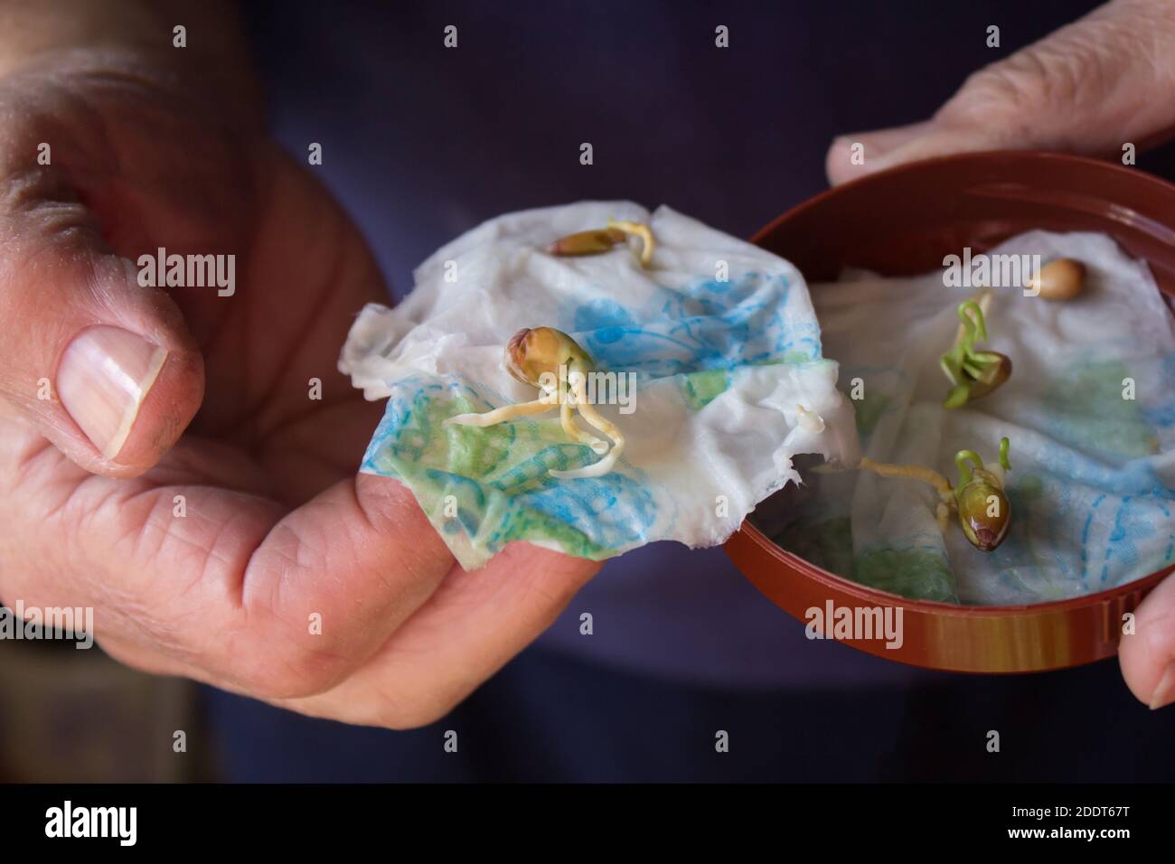 Citrus seed germinate hires stock photography and images Alamy